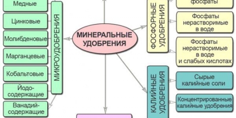 Kako hraniti luk u julu da bude veliki - prihrana za brz rast i dobru žetvu